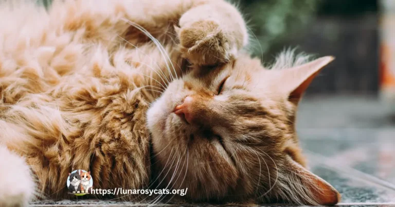 "Maine Coon cat lying calmly with a relaxed expression, demonstrating techniques to reduce anxiety in cats."