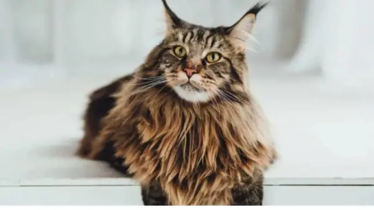 Maine Coon Cats: What to Expect in 2024