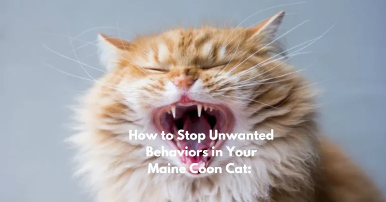 How to Stop Unwanted Behaviors in Your Maine Coon Cat: 10 Best Tips and Tricks!