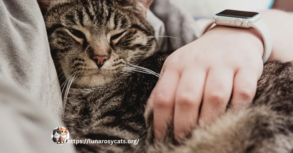 "Happy Maine Coon cat sitting on a lap, surrounded by toys and a cozy home environment, showcasing a strong bond with its owner."