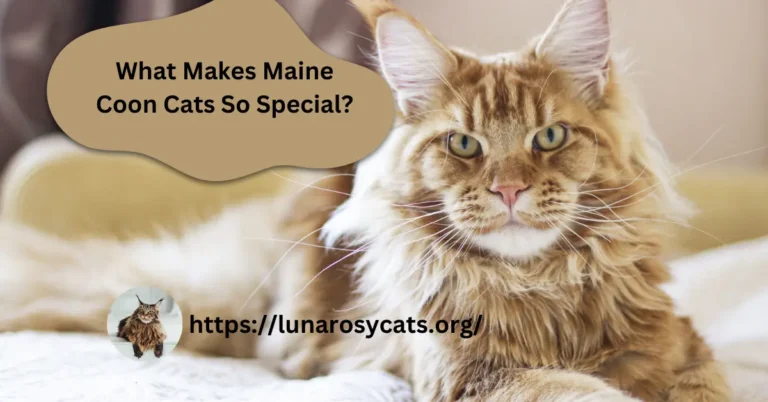 What Makes Maine Coon Cats So Special?