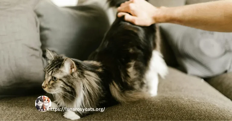 beat ways to train maine coons