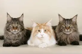 "Maine Coon cat sitting attentively, demonstrating effective discipline techniques and tips for owners in 2024."