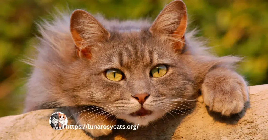 maine coon cat