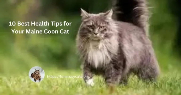 10 best Health Tips for Your Maine Coon Cat!