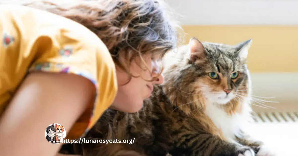 "A Maine Coon cat being trained with positive reinforcement, showcasing good behaviour through rewards like treats or affection."